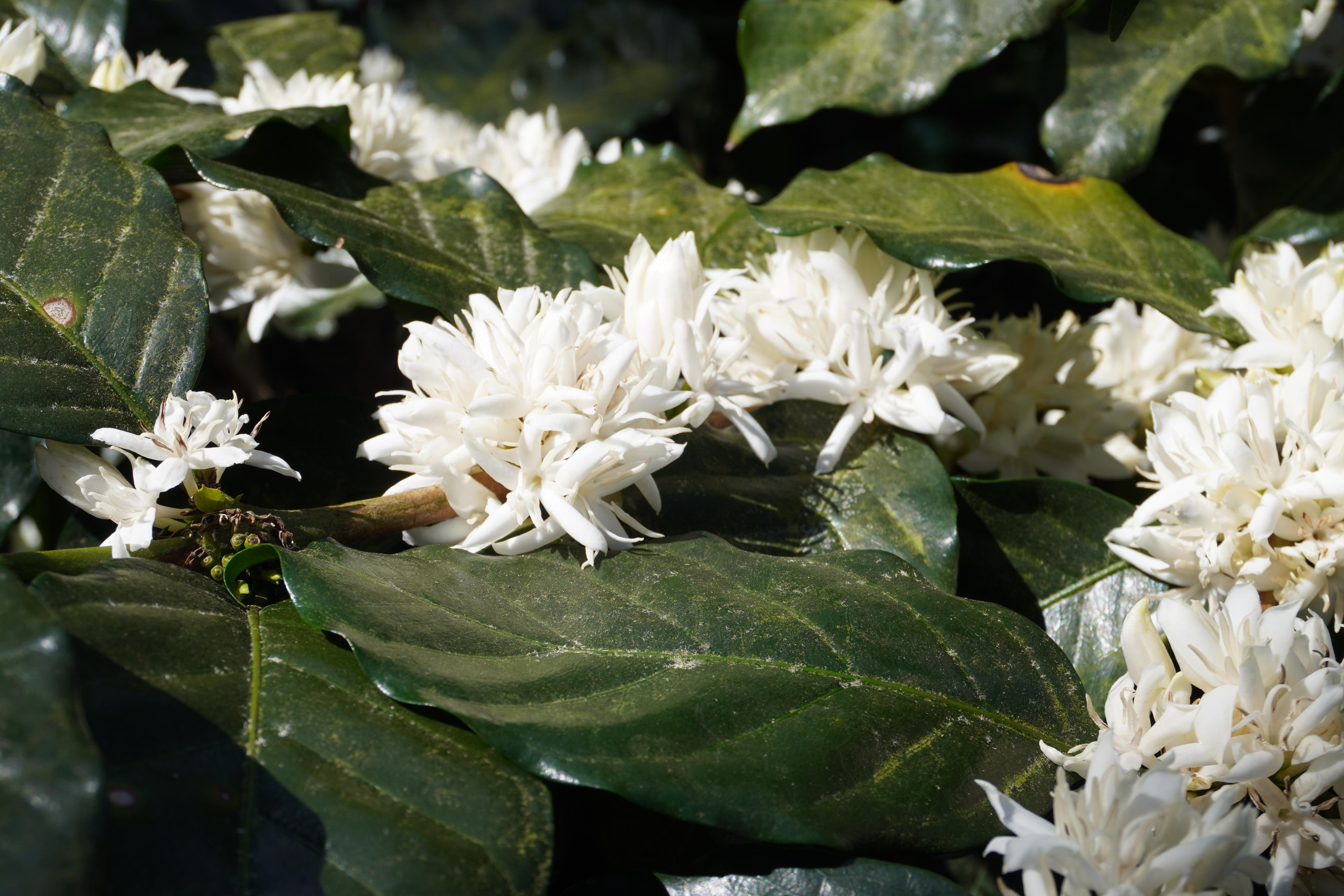 Close view of white coffee blossoms against dark green leaves.