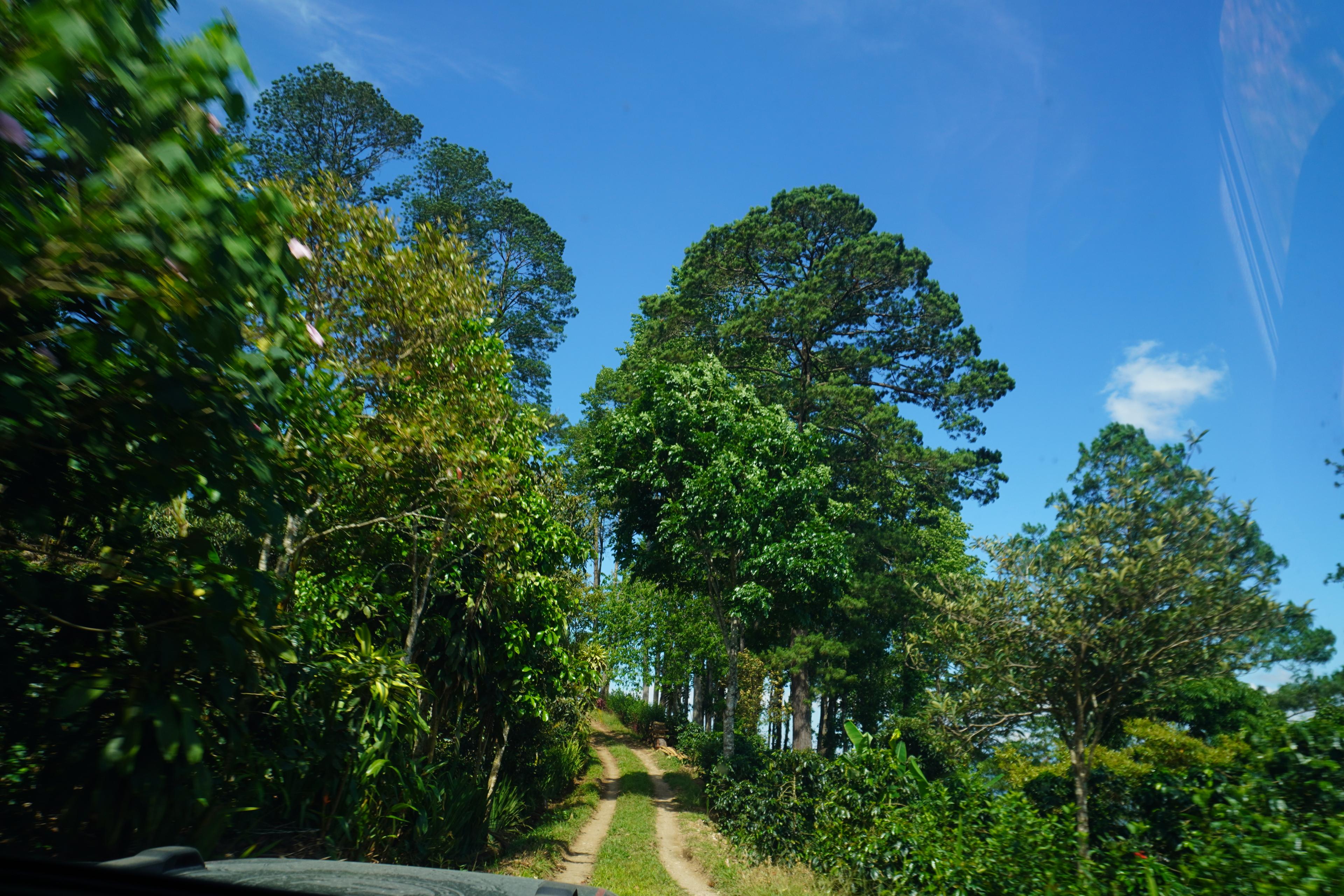 Farm road cutting through tall trees and coffee plantings under clear sky.