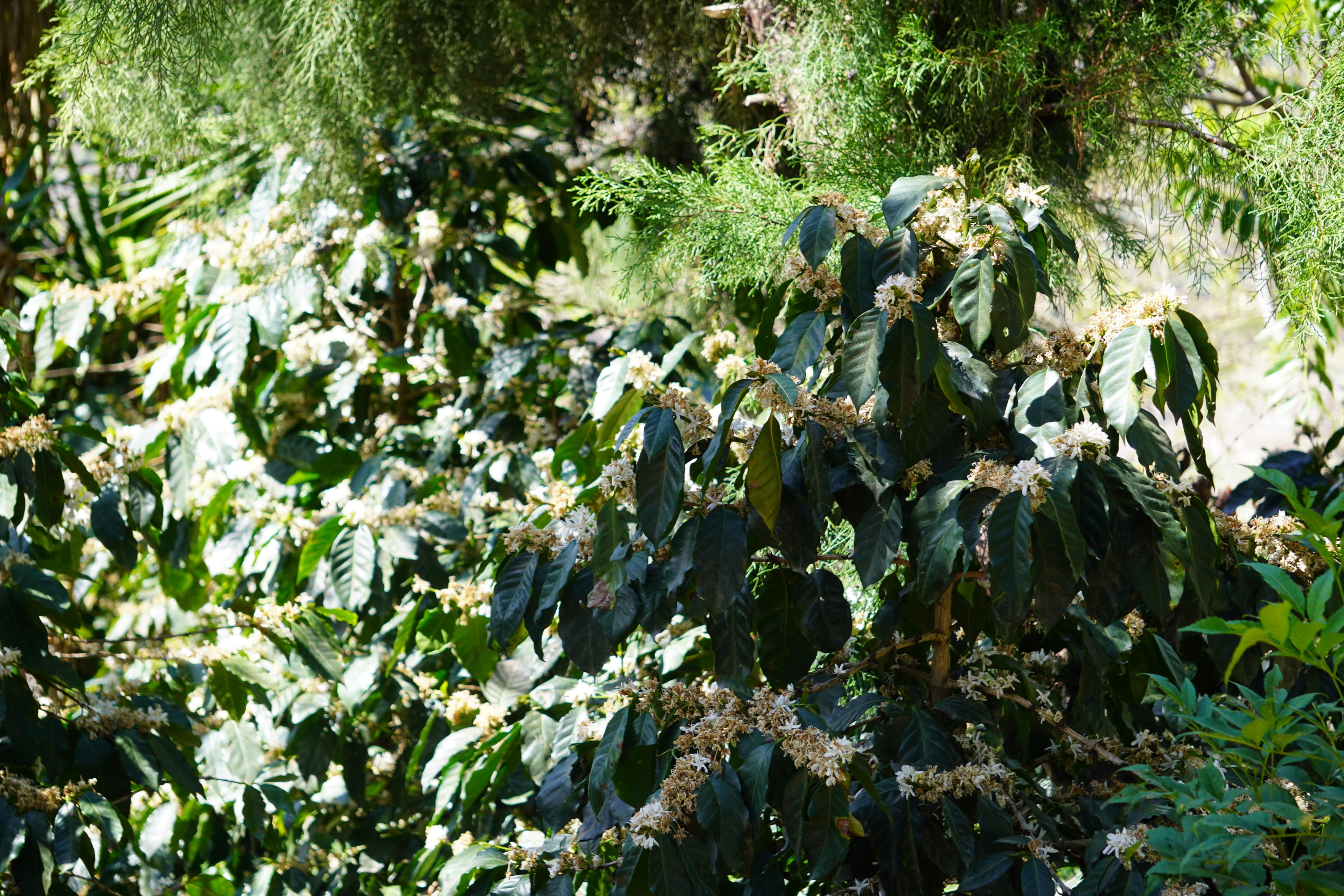 Wide view of flowering coffee trees under shade cover in Corquin, Copan.
