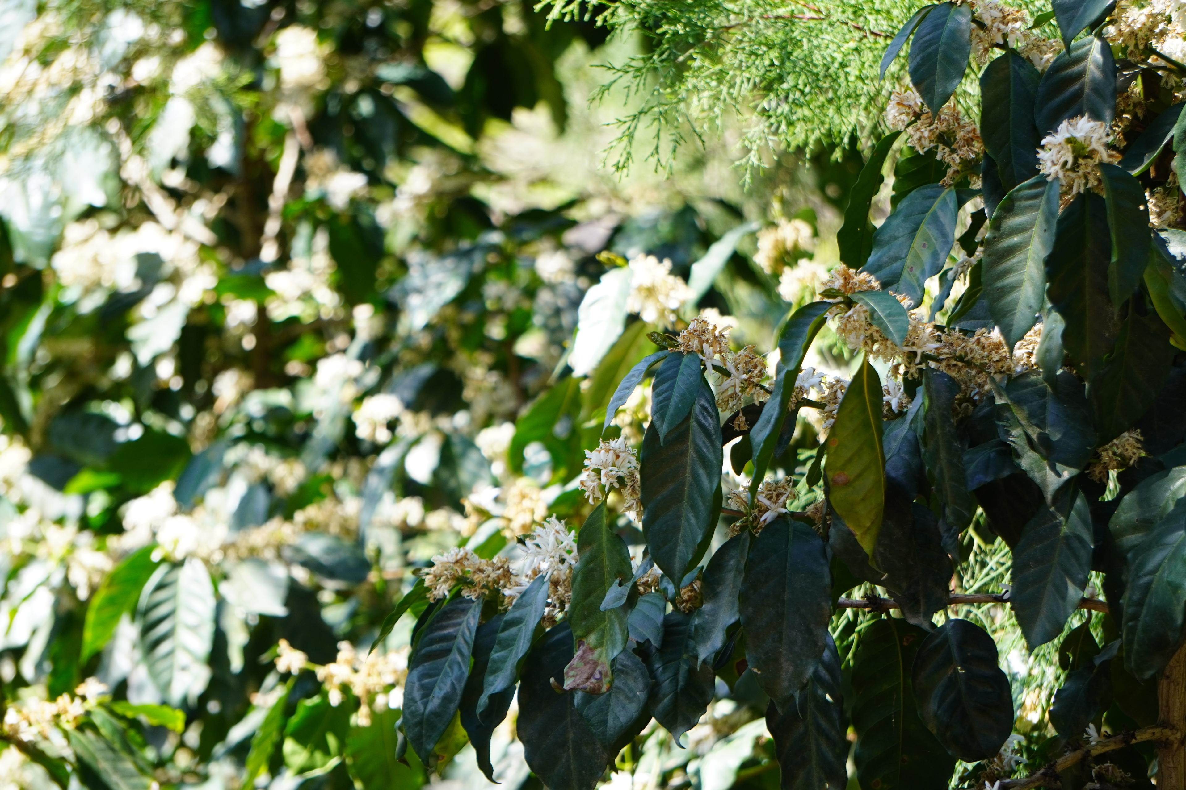 Flowering coffee branches under shade cover on a farm in Corquin, Copan.