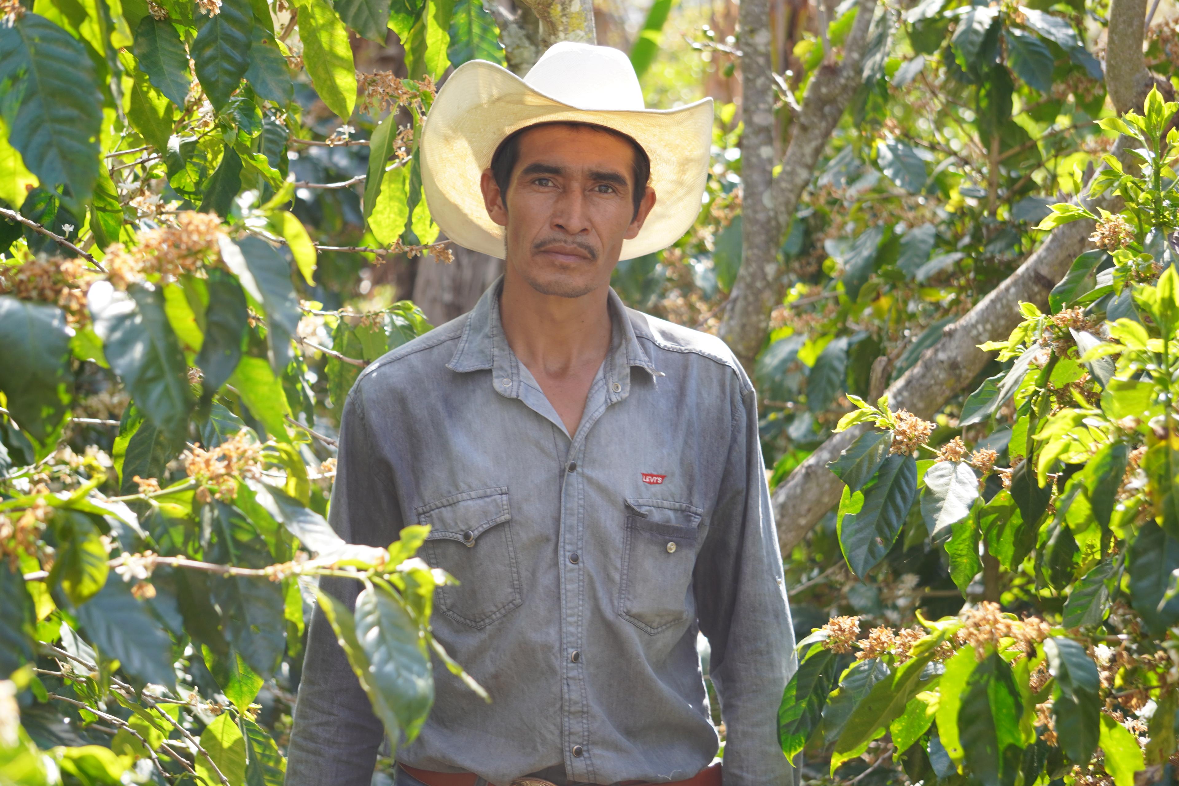 Coffee producer in a white hat standing among flowering coffee trees in Corquin, Copan.