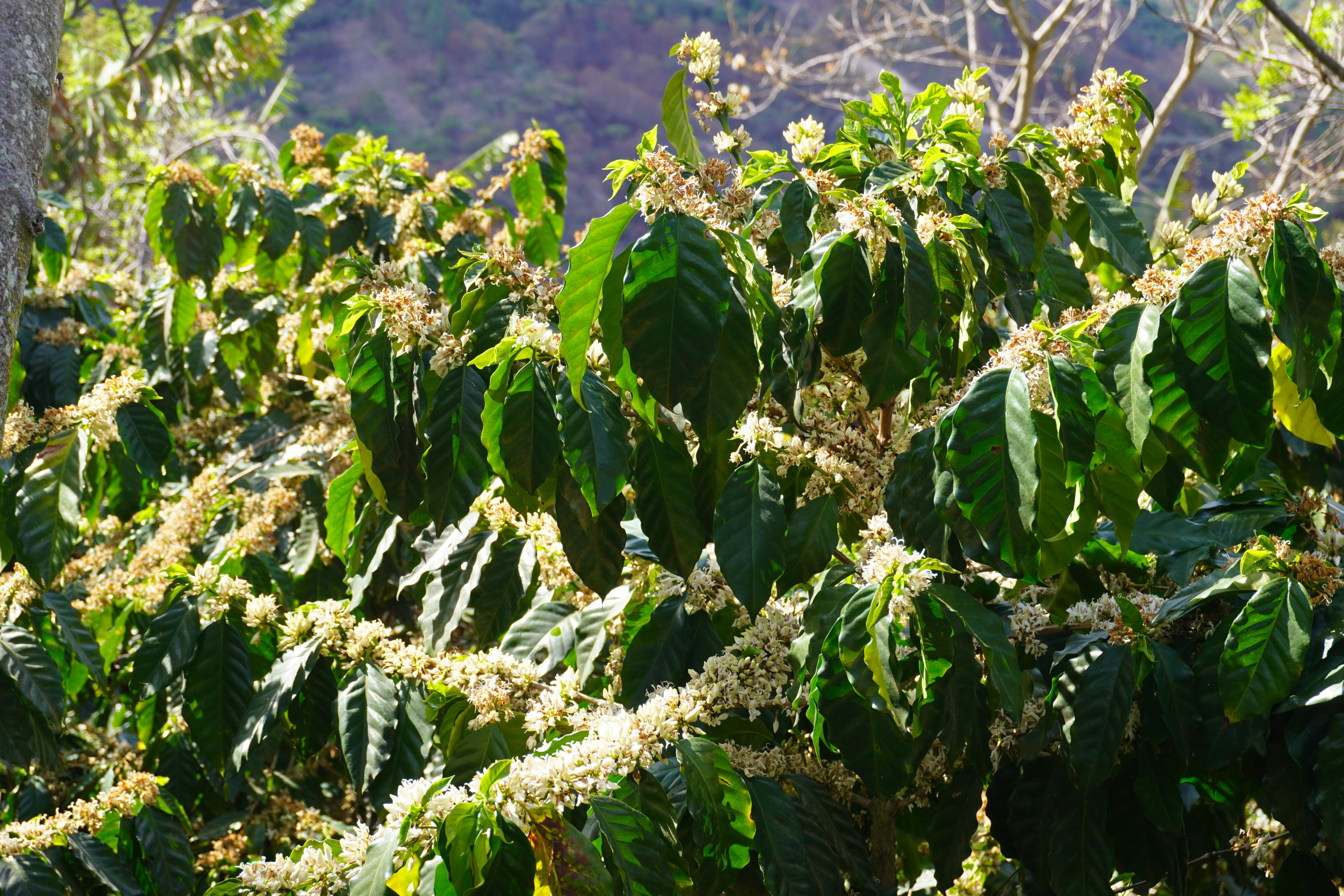 Coffee branches covered in blossoms on a hillside farm in western Honduras.