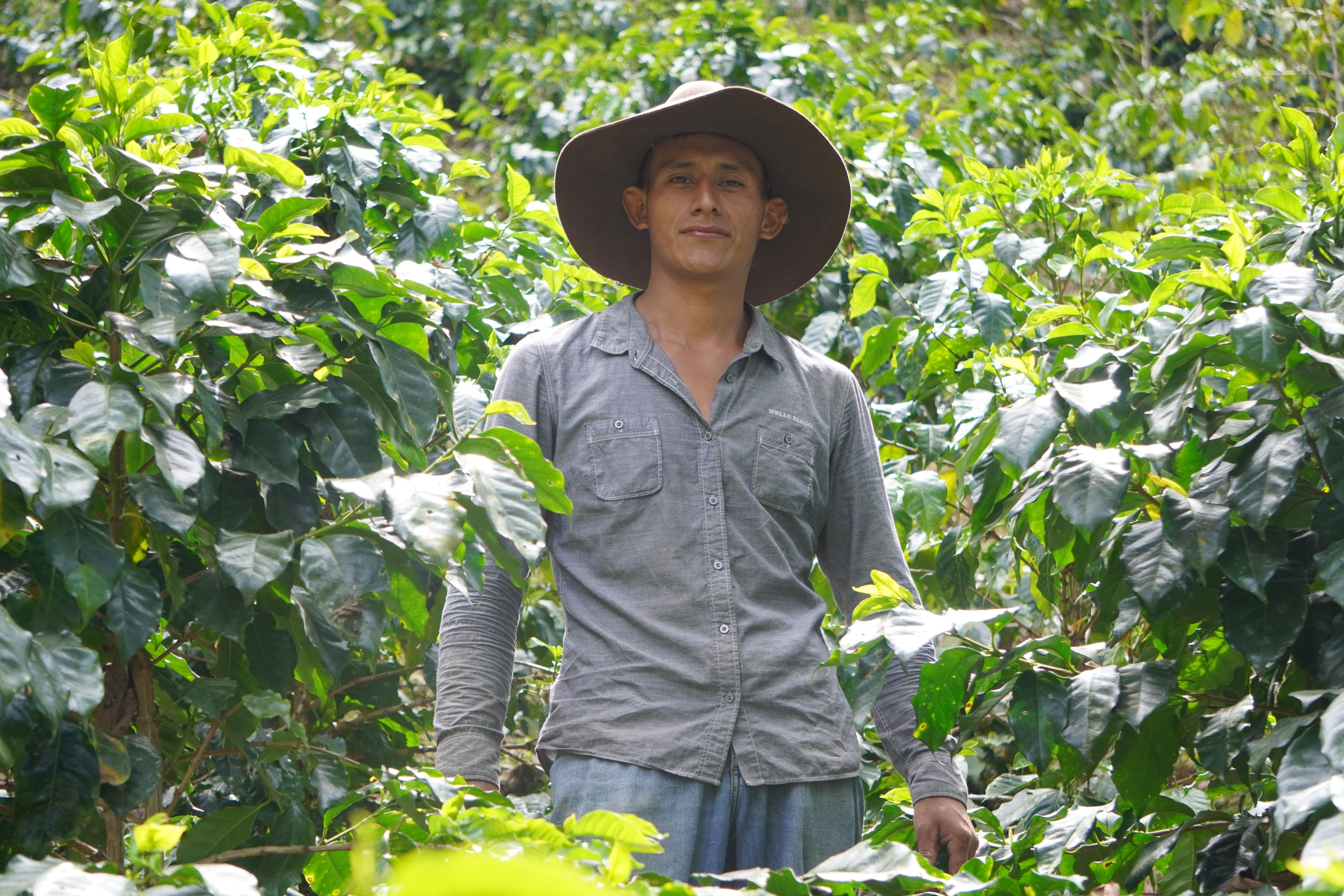Coffee producer standing between rows of coffee trees in Corquin, Copan.
